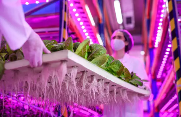 Urban Vertical Farm